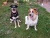 Reynoldsburg Animal Hospital